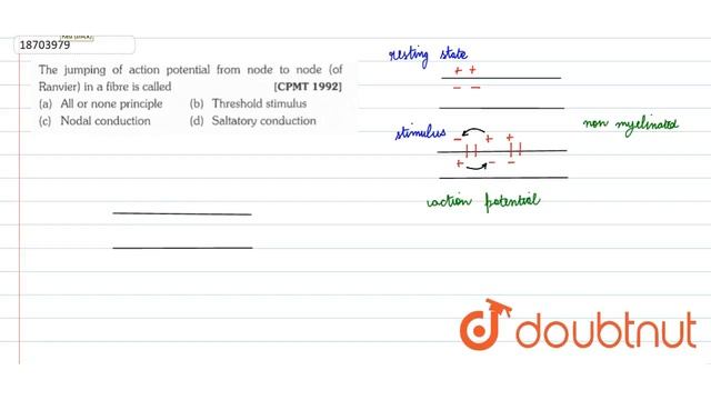 The jumping of action potential form node to node (of Ranvier) in a fibre is called | 11 | NEUR... смотреть онлайн