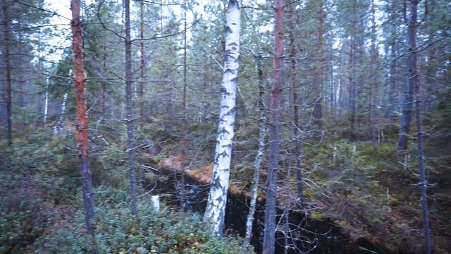 Глубокая осень, а ЛИСИЧКИ еще есть! Внеплановые выходные провел с пользой. Жаль, поздно приехал... смотреть онлайн