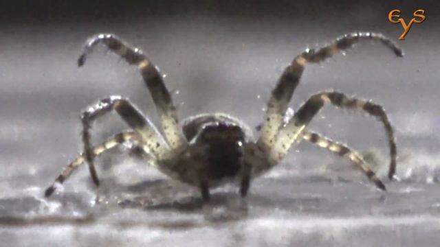 Заглянуть в глаза пауку / Look into the eyes of a spider смотреть онлайн