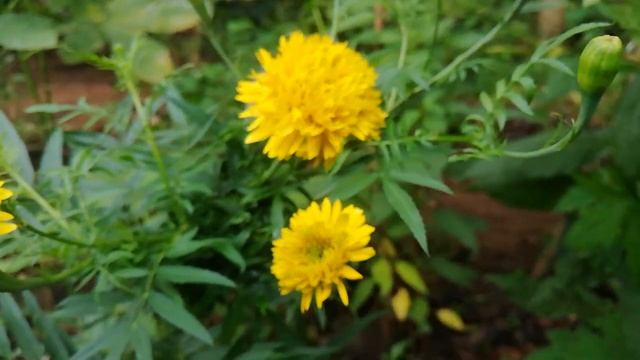 Marigold flowers Plant Yellow / Golden (Tagetes erecta) смотреть онлайн