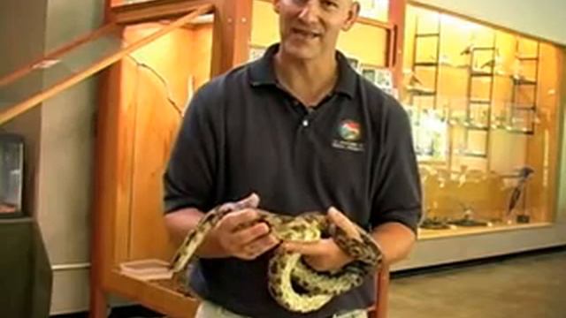 How dangerous are snakes? Find out in this World Book Explains video смотреть онлайн