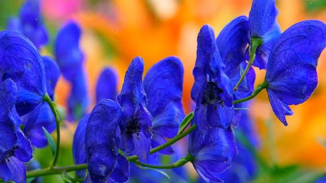 Аконит – Выращивание и уход смотреть онлайн