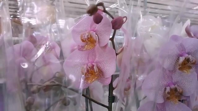 ОБЗОР ОРХИДЕЙ 30.10.2019/ПОКУПКИ смотреть онлайн