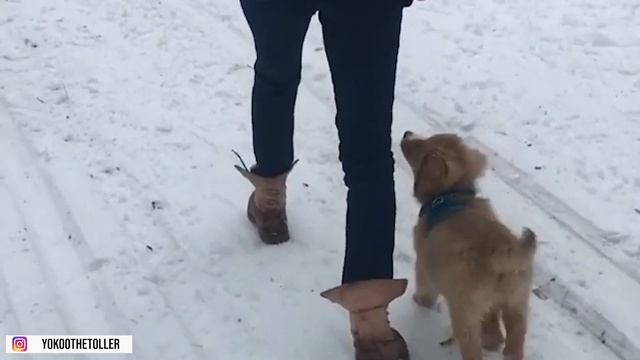 Nova Scotia Duck Tolling Retriever: Everything You Need To Know - Is It the Right Dog for You? смотреть онлайн