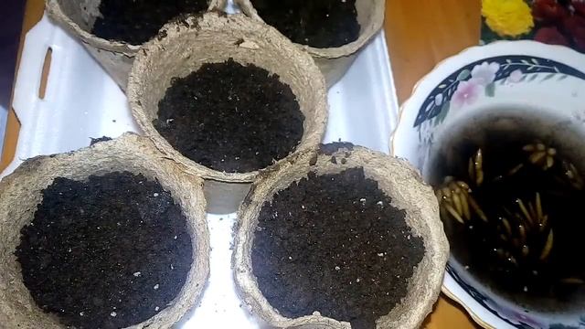 Сажаем вымоченные корешки Лютик Азиатский смотреть онлайн