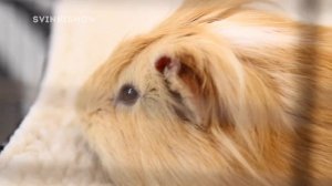 ТОП 10 Самых Опасных Вещей для Морской Свинки / Свинки Шоу / SvinkiShow