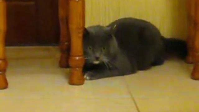 Кошка не знает, куда смотреть смотреть онлайн