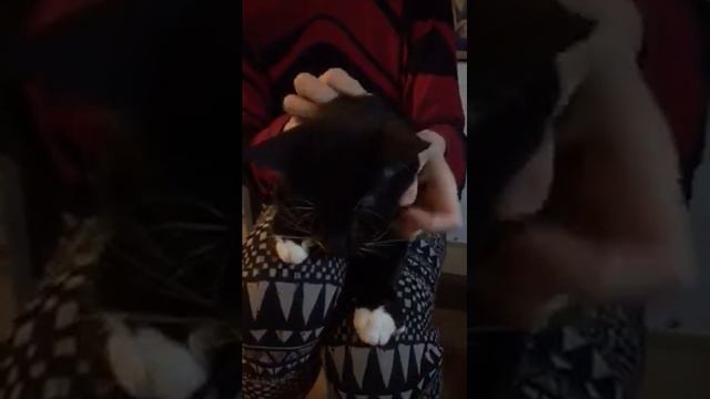 ФИП - НЕ приговор! Кошачья болезнь излечима! Мы с котиком Усиком закончили 84 дневное лечение! Прию смотреть онлайн