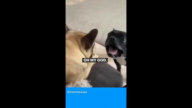 The Best Funny Dog Videos with Voice over by Uni V. Sol #funnyanimalvideos #voiceovers #univsolmc смотреть онлайн