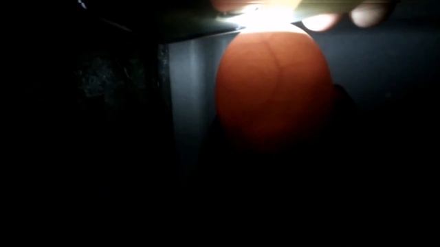 Инкубация куриных яиц часть 2. Овоскопирование на 7 день. смотреть онлайн