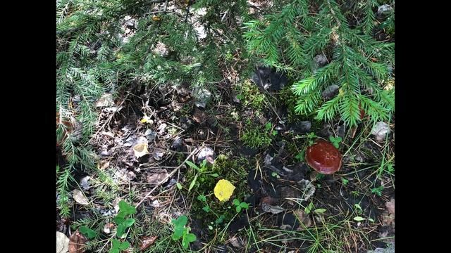 Дары Сибири с пользой для здоровья смотреть онлайн