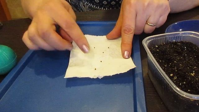 Посев виолы.11.02.2019 смотреть онлайн