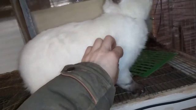 Закончились кролики. Цыплята сбегают из нового брудера. смотреть онлайн