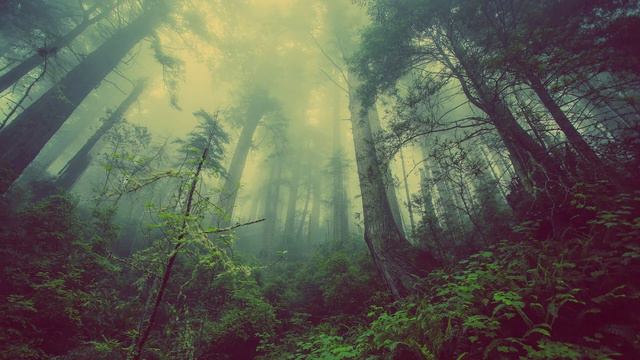 Relaxing Metronome & Gentle Rain For Sleep.65 BPM. Sounds For Sleep, Anxiety, Meditation. Sleep Fas