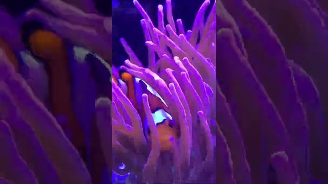 One of my many loves. My lil clownfish and his Bubble Tip Anemone. смотреть онлайн