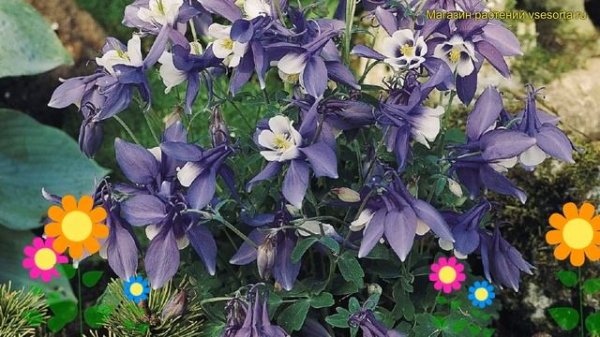 Аквилегия голубая Спринг Мэджик Нейви энд Уайт. Обзор aquilegia caerulea Spring Magic Navy And Whit
