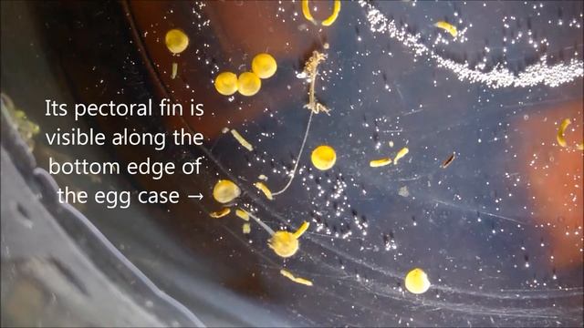 Newly hatched Three Line Cory fry (False Julii; Corydoras trilineatus) смотреть онлайн