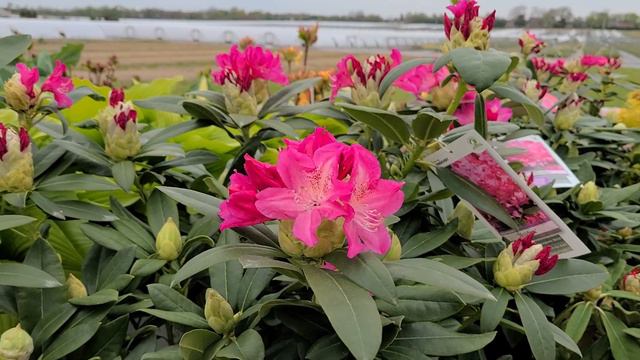 Rhododendron 'Holden' & 'Yaku Prince' // Two BEAUTIFUL Selections Bred Especially For Our Region смотреть онлайн