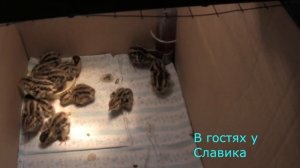Цыплята Перепелов.Кормление и Содержание Суточных Перепелов.