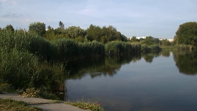 Птица ныряет под воду. смотреть онлайн