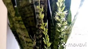 Щучий хвост цветёт. /Вы видели такое? ?