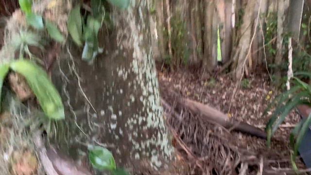 Orchid Garden Update, Windy Walk around, Amazing New Blooms смотреть онлайн