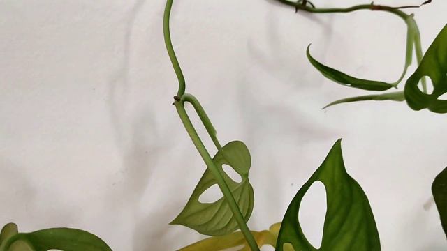 Monstera Adansonii смотреть онлайн