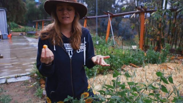 Do yourself a favor & plant these 3 crops ASAP смотреть онлайн