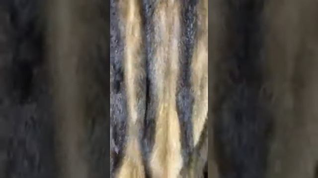 Шубка из меха норки воротник опаш75 см 46/48 размер115 шубный обьем смотреть онлайн