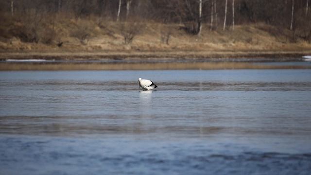 Дальневосточный аист. смотреть онлайн