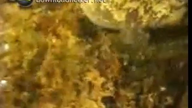 Яйцеживорождение у рыб смотреть онлайн