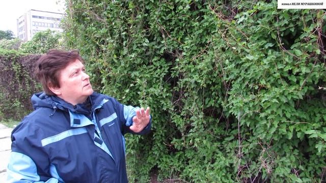 ГОРЕЦ Бальджуанский в ВЕРТИКАЛЬНОМ ОЗЕЛЕНЕНИИ. смотреть онлайн