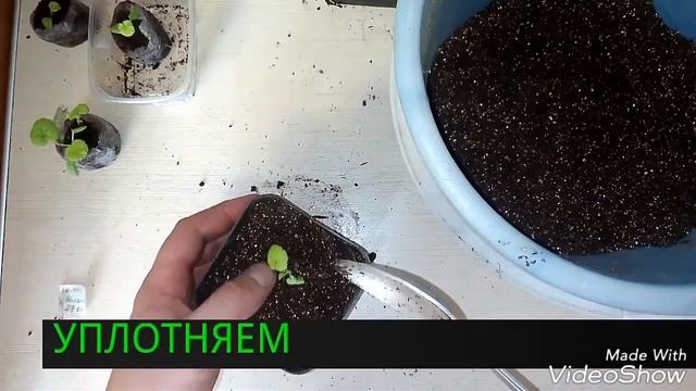 ПЕРЕСАДКА РАССАДЫ ПЕЛАРГОНИИ(ГЕРАНИ)В КАШПО.ЧАСТЬ 3/+ПОСЕВ КРЕСС САЛАТА/ смотреть онлайн