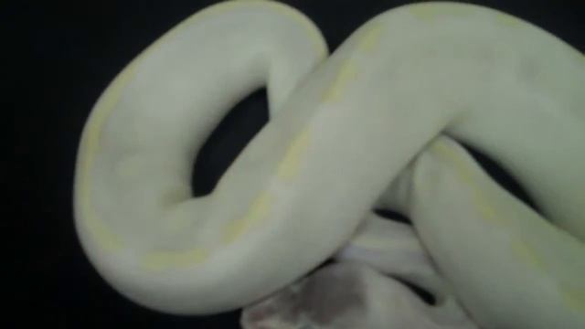 Opal Diamond ball python смотреть онлайн