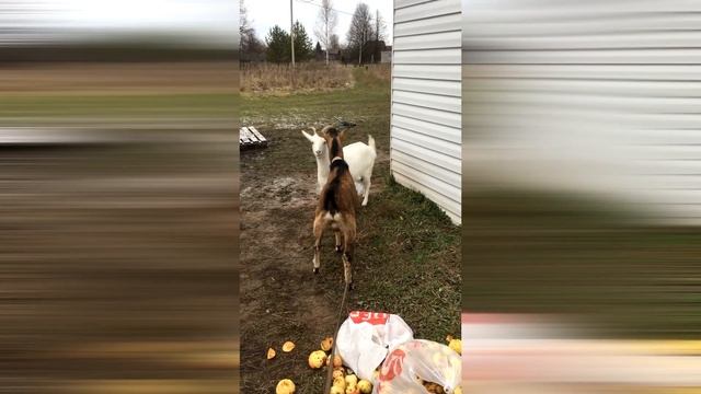 Как козел свататься ходил) смотреть онлайн