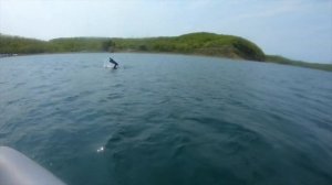 Морской гребешок. Как же его ловить? Как чистить гребешка? Как приготовить гребешка на костре?