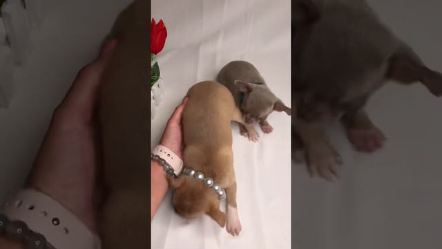 Чихуахуа мальчик и девочка смотреть онлайн