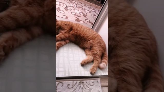 Вот такая вот жизнь #британские #золото #красавец #малыш #рыжик #вислоухий #жара #милый #лежу смотреть онлайн