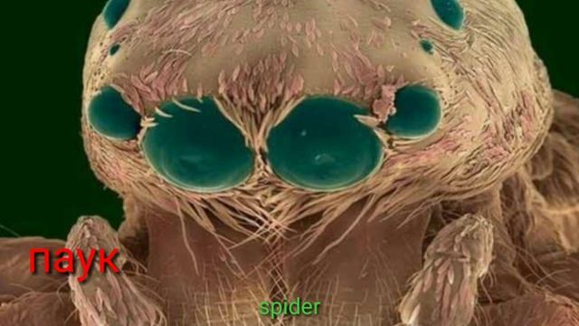 НАСЕКОМЫЕ ПОД МИКРОСКОПОМ (INSECTS UNDER THE MICROSCOPE) смотреть онлайн