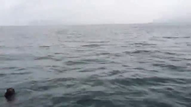 Колан ест краба с рук на Камчатке смотреть онлайн