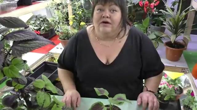 курс о колеусах от А до Я от Адель. часть 4 смотреть онлайн