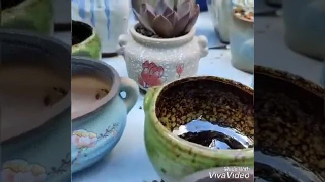 How to repot echeveria trumphet pinky..🌵🥰 смотреть онлайн