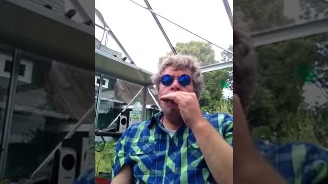 Hava Nagila смотреть онлайн