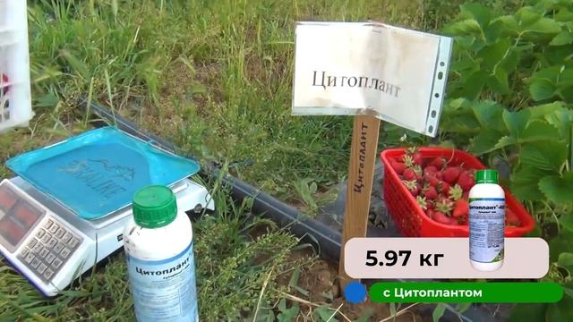 2 СБОР КЛУБНИКИ! ПЕРЕД ФИНАЛОМ! смотреть онлайн
