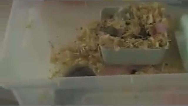 Hamsters were born! אוגרים נולדו! Хомячки родились! смотреть онлайн