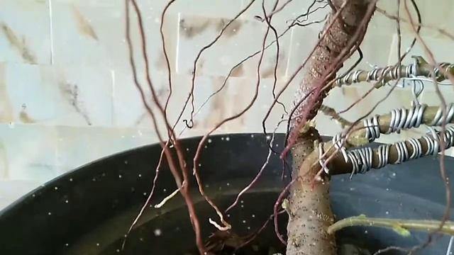 MENGENAL CALON BONSAI FICUS ANNULATA #ficusannulata смотреть онлайн