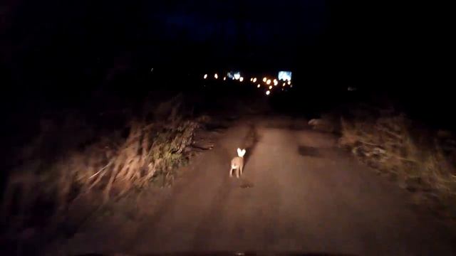 Ушастый нежданчик на дороге смотреть онлайн