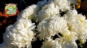 Новинки корейских крупноцветковых хризантем.