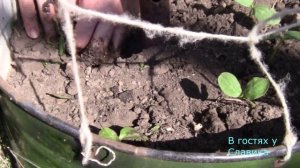 Огурцы.ВЫРАЩИВАНИЕ ОГУРЦОВ В ОТКРЫТОМ ГРУНТЕ