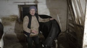 Как вырастить телку на корову/Рацион кормления нашей годовалой телки/Когда покрывать/